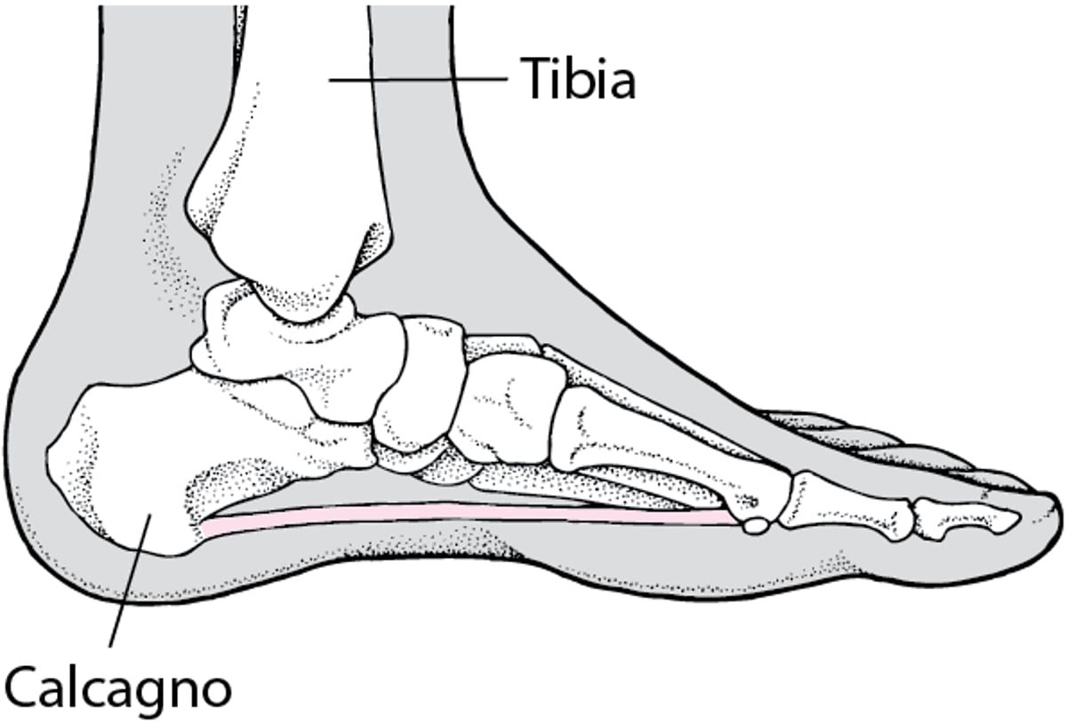Localizzazione dell’osso del tallone
