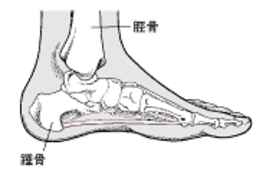 かかとの骨の位置