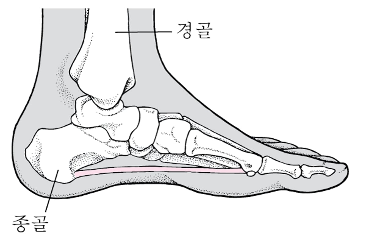 발꿈치뼈 찾기