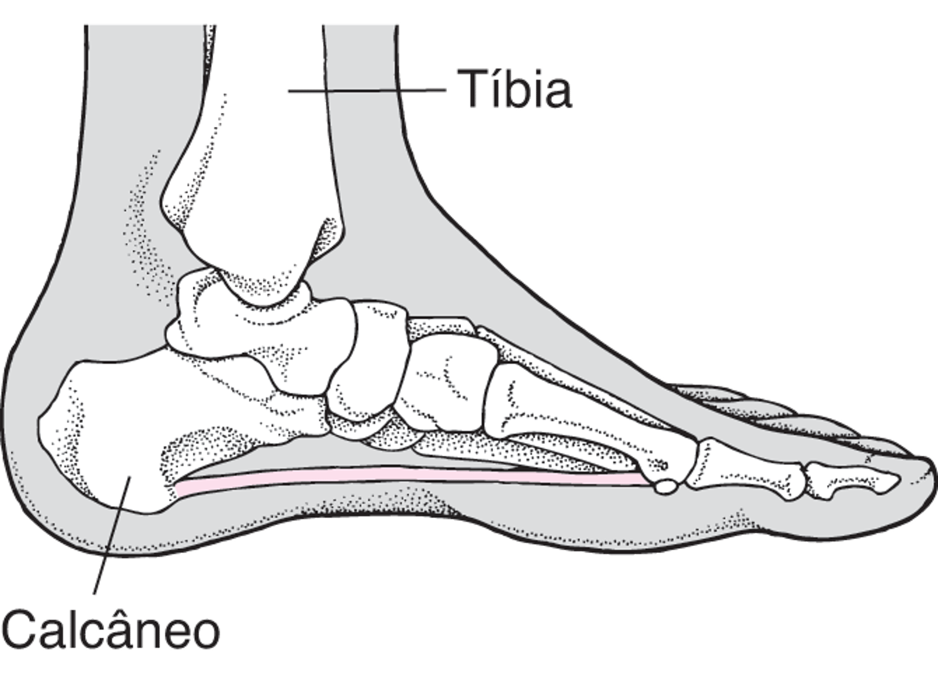 Localização do osso do calcanhar