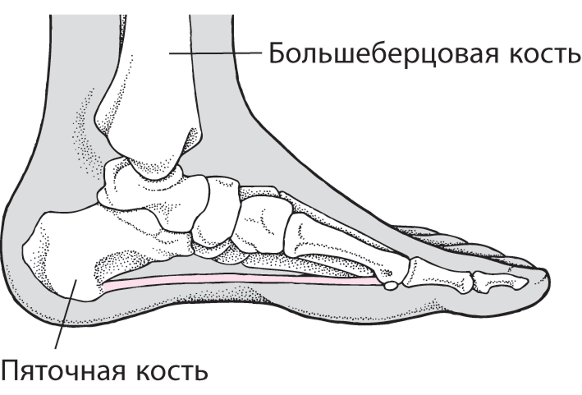 Расположение пяточной кости