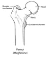 The Femur: Part of the Hip Joint