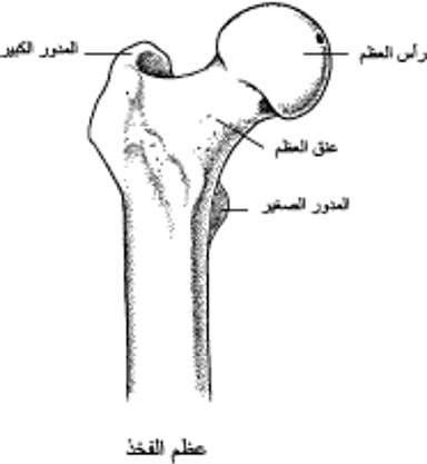عَظمُ الفَخِذ: جزء من مفصل الورك