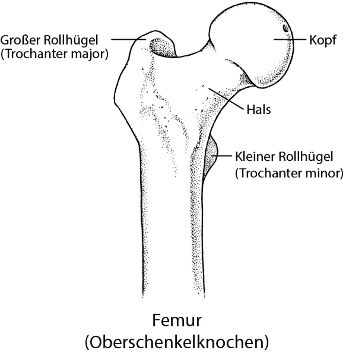 Das Femur: Teil des Hüftgelenks