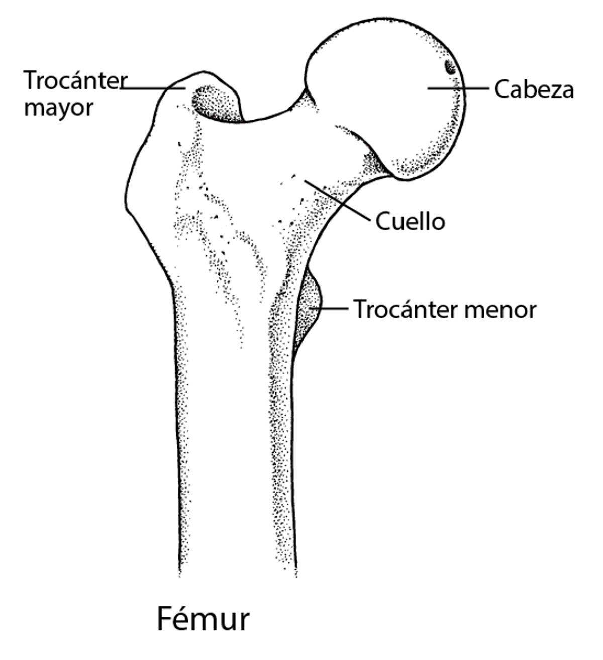 El fémur: parte de la articulación de la cadera