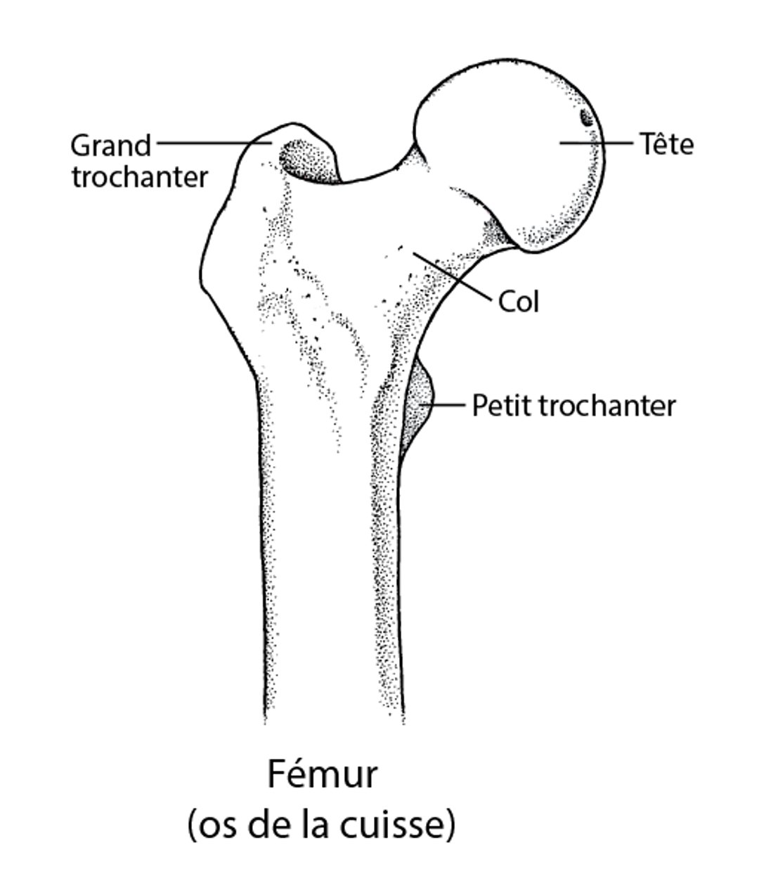 Le fémur : Partie de l’articulation de la hanche
