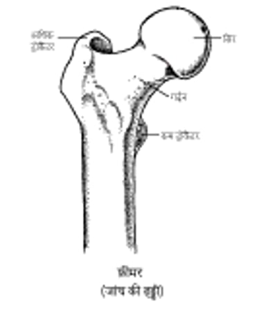 फ़ीमर: कूल्हे के जोड़ का भाग