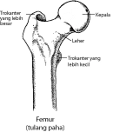 Femur: Bagian dari Sendi Pinggul