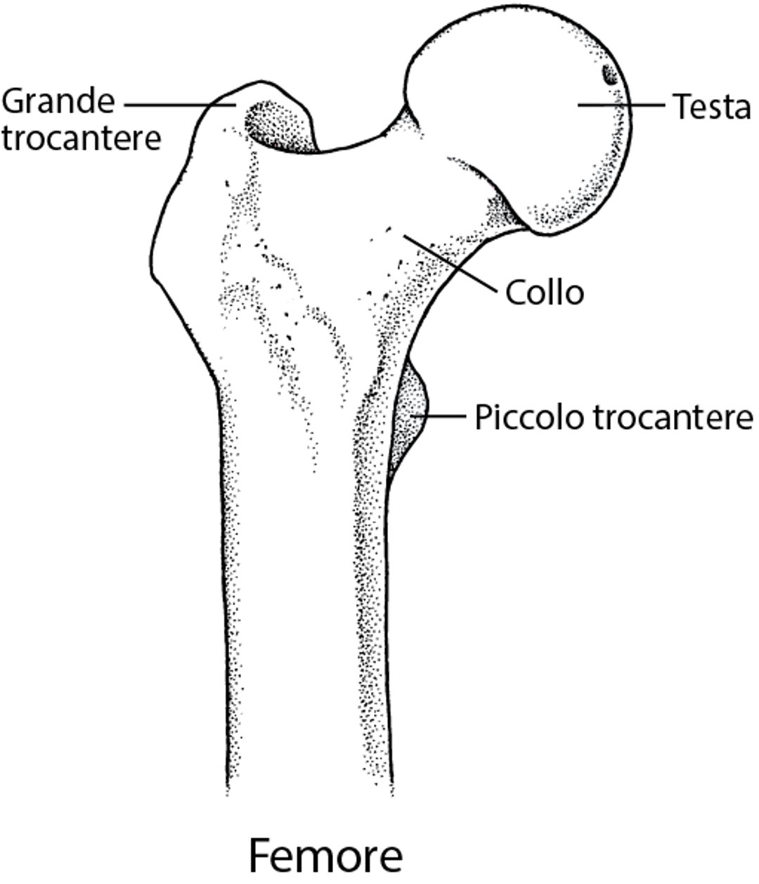 Il femore: parte dell’articolazione dell’anca
