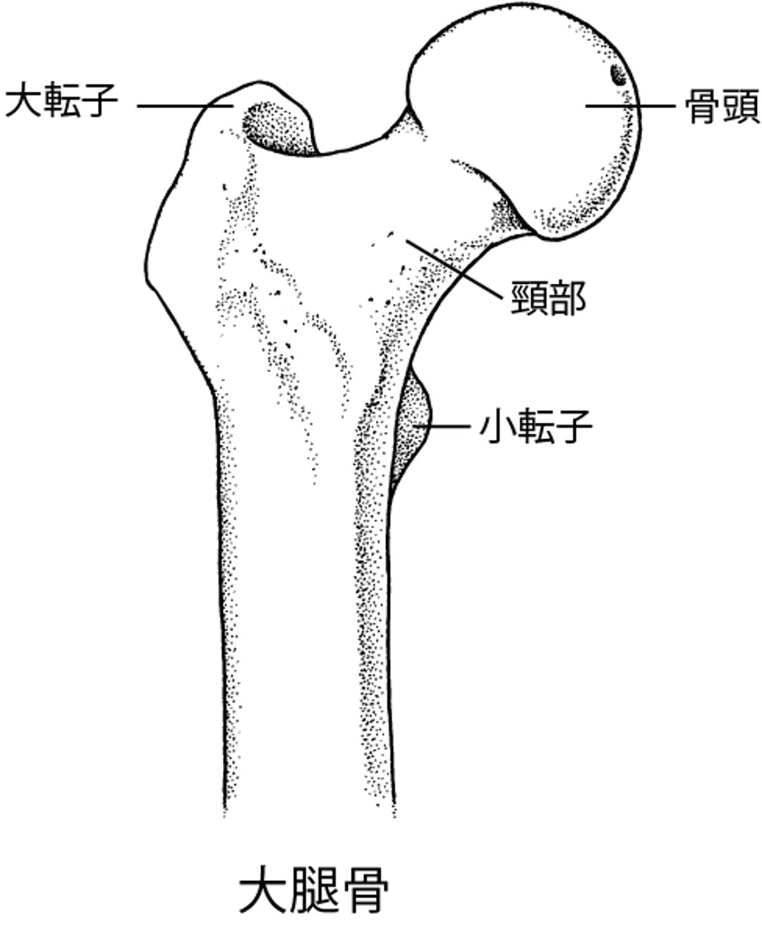 大腿骨だいたいこつ：股関節こかんせつの一部いちぶ