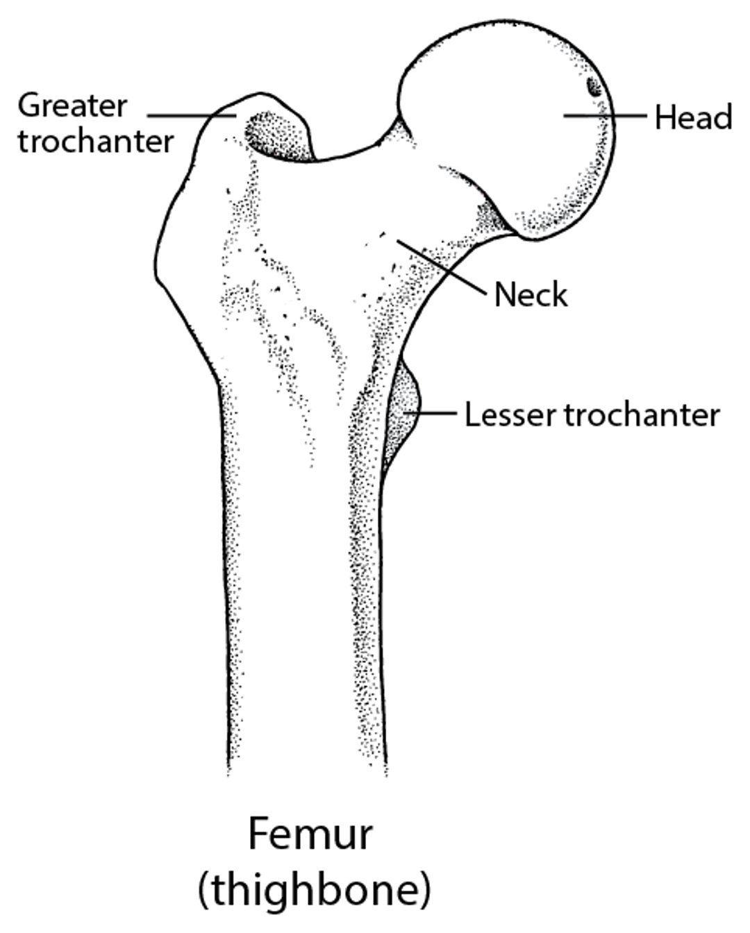 대퇴골: 고관절의 일부