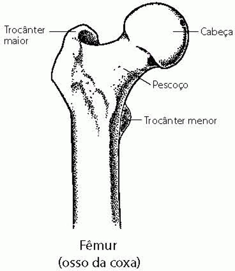 O fêmur: parte da articulação do quadril