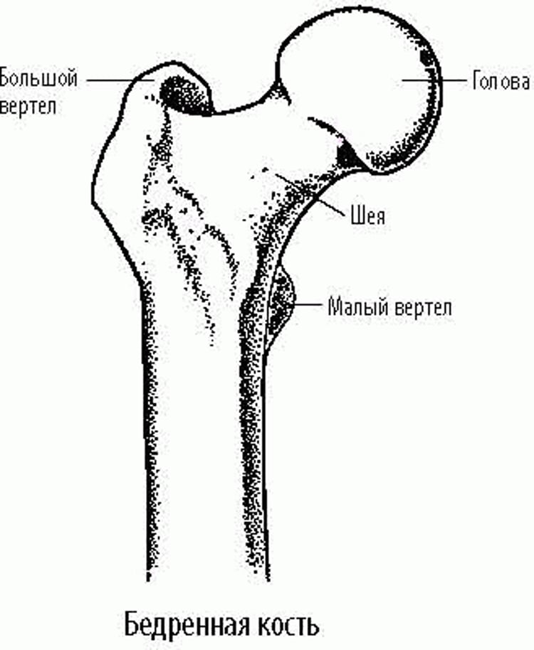 Бедренная кость: Часть тазобедренного сустава