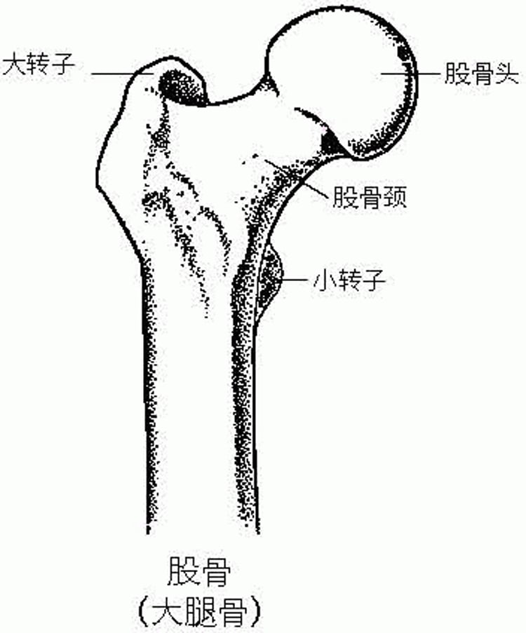 股骨：髋关节的一部分
