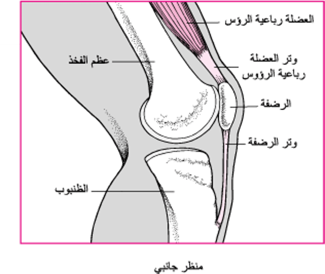 تَمديدُ الركبة