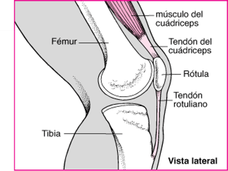 Extensión de la rodilla