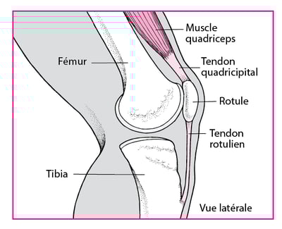 Extension du genou