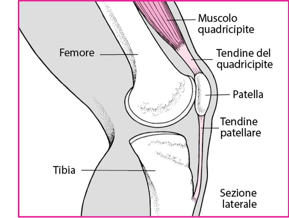 Estensione del ginocchio