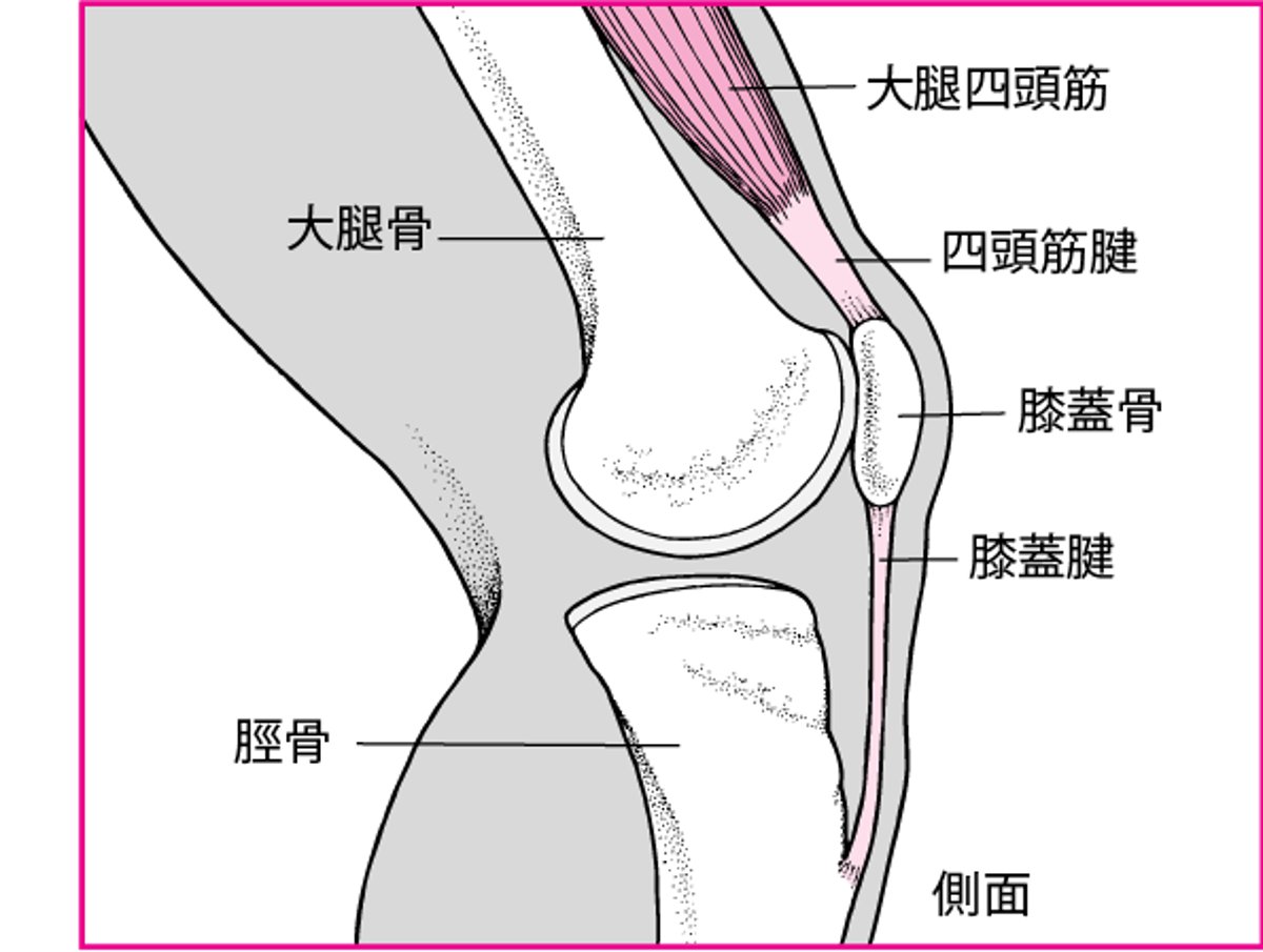 膝の伸展