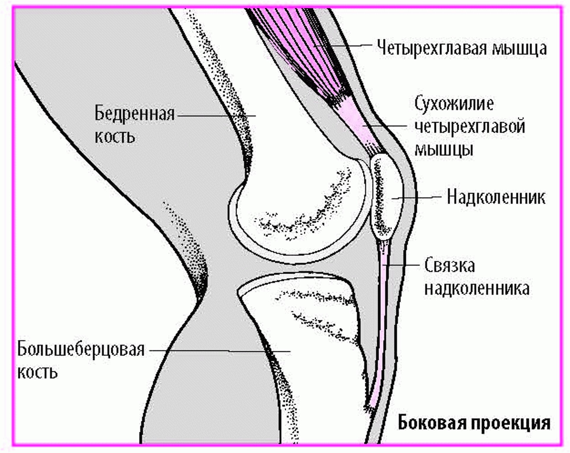 Разгибание колена