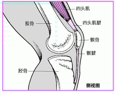 伸直膝关节