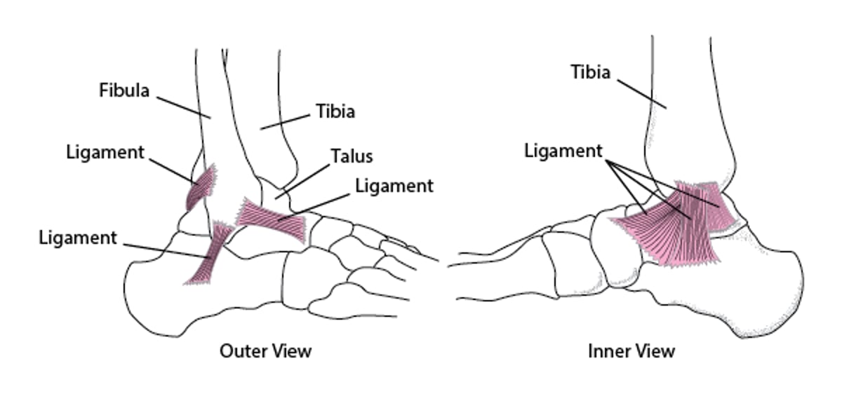 Ligaments: Holding the Ankle Together