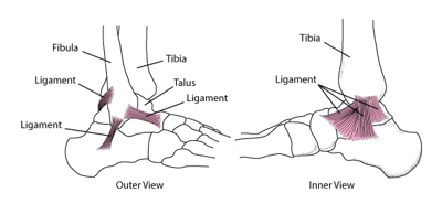 Ligaments: Holding the Ankle Together