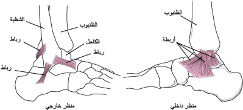 الأربطة: تثبيت عظام الكاحل مع بعضها بعضًا