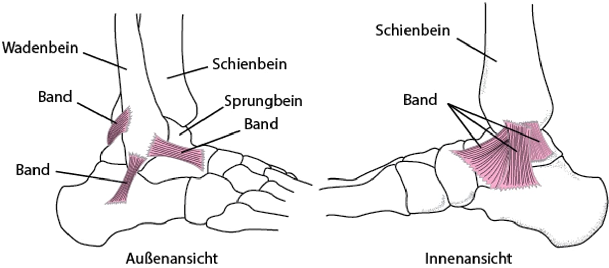 Bänder: stabilisieren den Knöchel