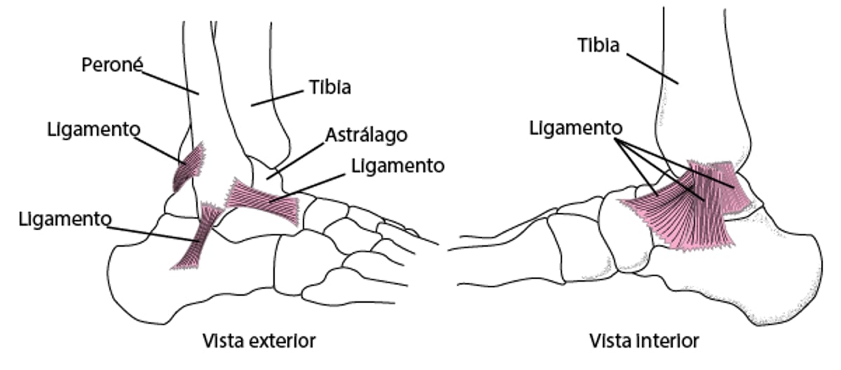 Ligamentos: mantienen estable la articulación del tobillo