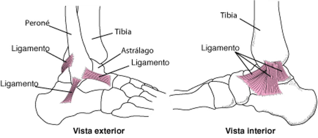 Ligamentos: mantienen estable la articulación del tobillo
