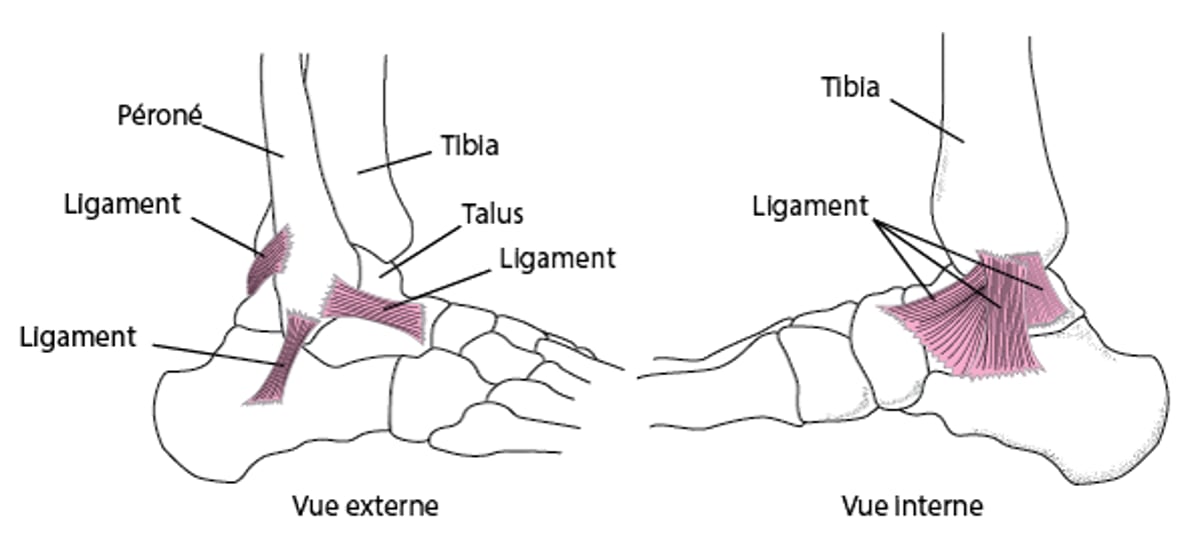 Ligaments : Maintenir la cheville