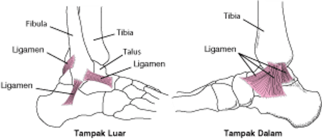 Ligamen: Jaringan yang Menghubungkan Pergelangan Kaki