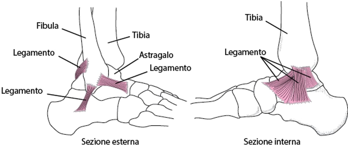 Legamenti: mantengono la caviglia coesa