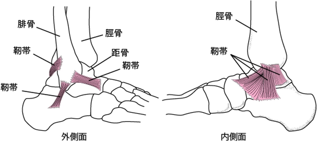 靱帯じんたい：足首あしくびの各部かくぶをつなぎとめる