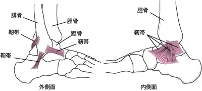 <ruby >靱帯<rt >じんたい</rt></ruby>：<ruby >足首<rt >あしくび</rt></ruby>の<ruby >各部<rt >かくぶ</rt></ruby>をつなぎとめる