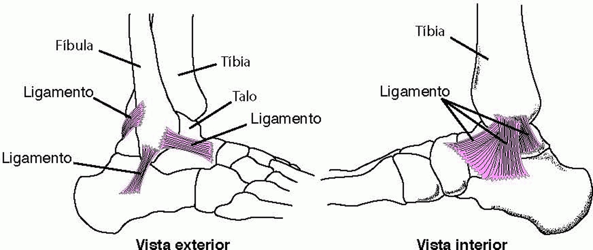 Ligamentos: mantendo o tornozelo unido