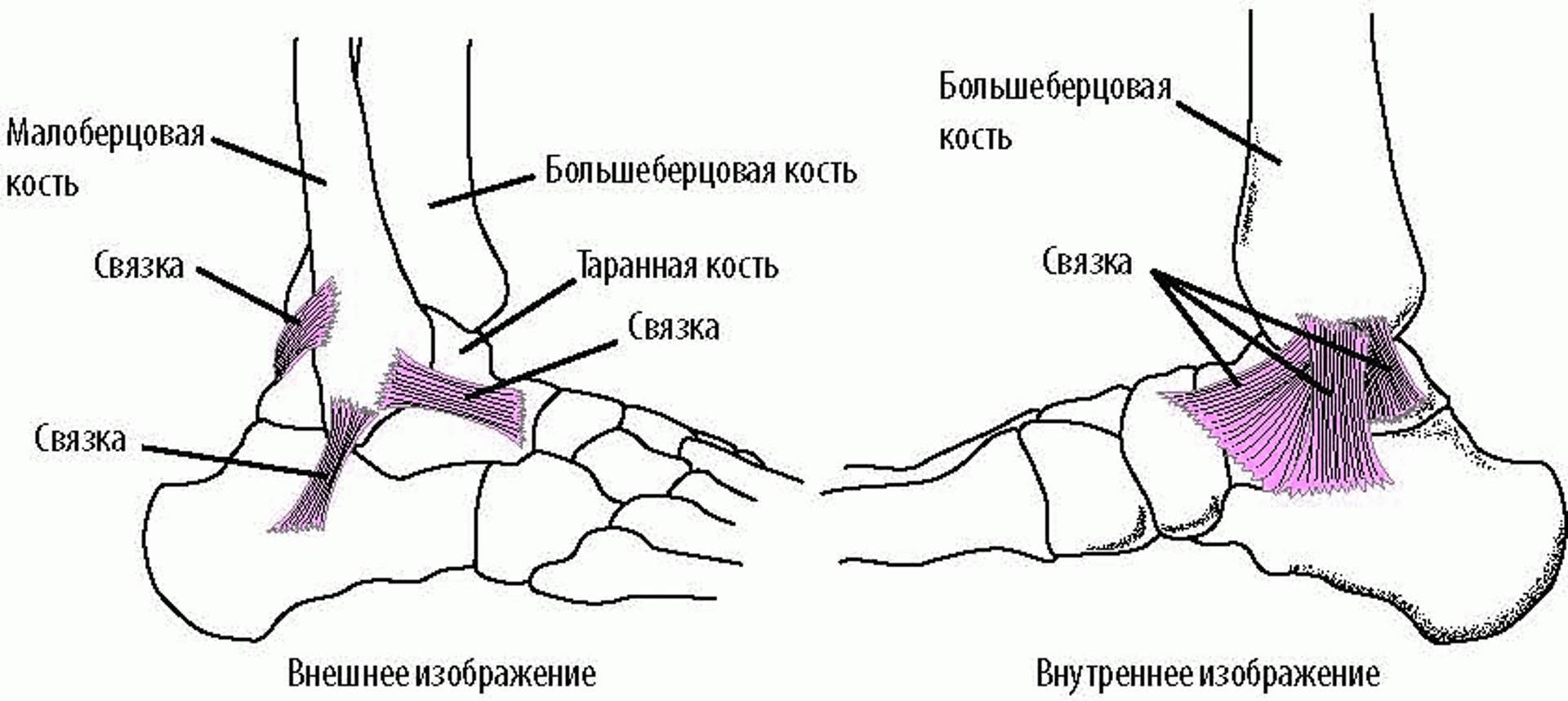 Связки: удерживают кости голеностопного сустава.