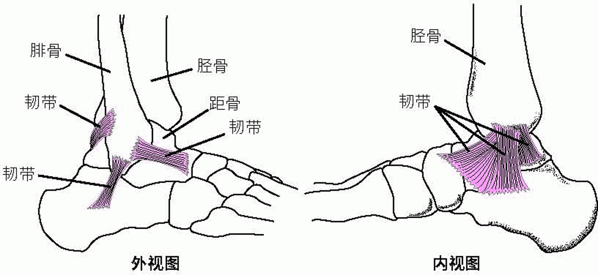 韧带：将踝关节支撑在一起