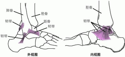 韧带：将踝关节支撑在一起