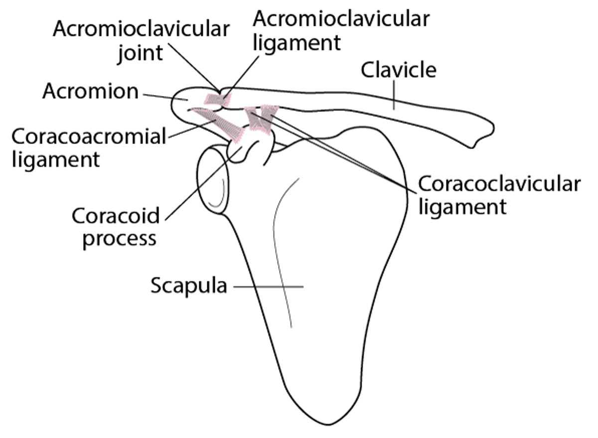 Shoulder Joint