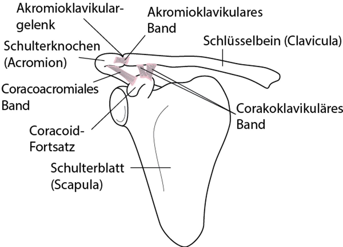 Schultergelenk