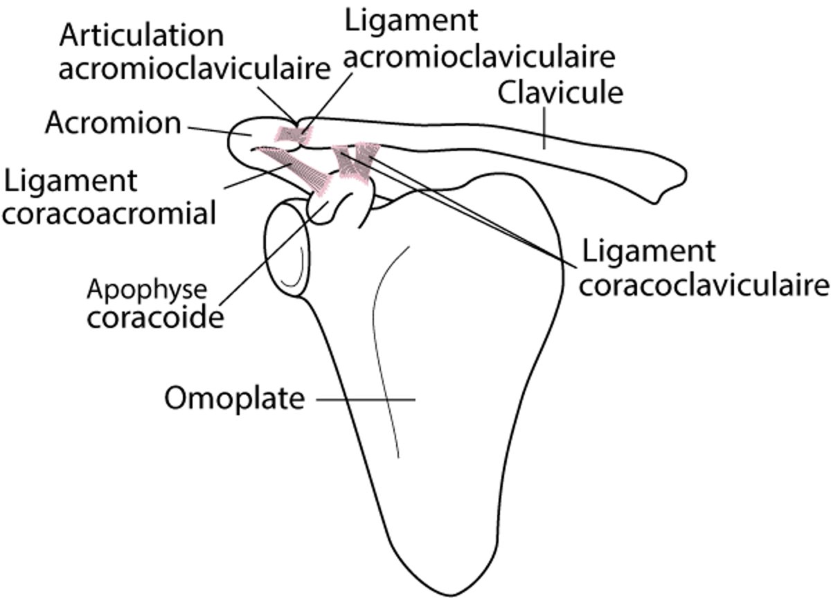 Articulation de l’épaule