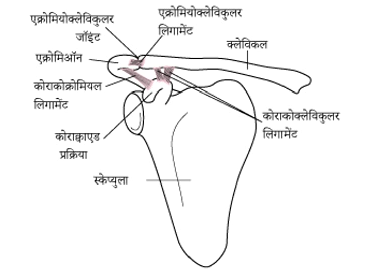 कंधे का जोड़