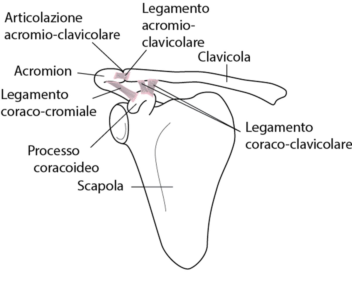 Articolazione della spalla