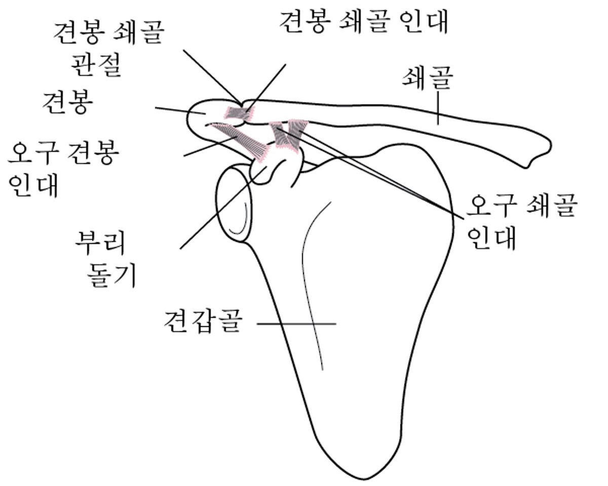 어깨 염좌 - 부상 및 중독 - MSD 매뉴얼 - 일반인용