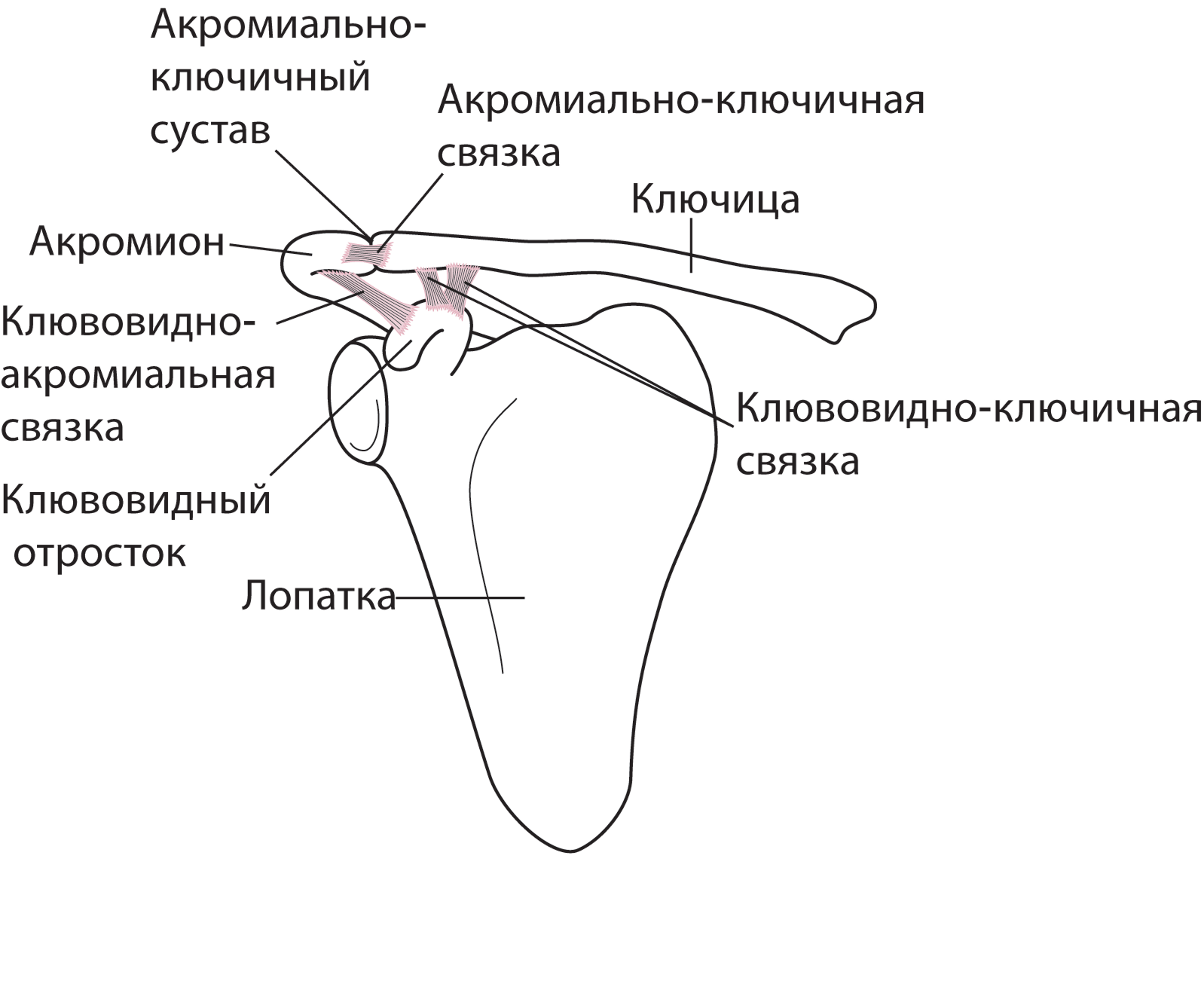 Плечевой сустав