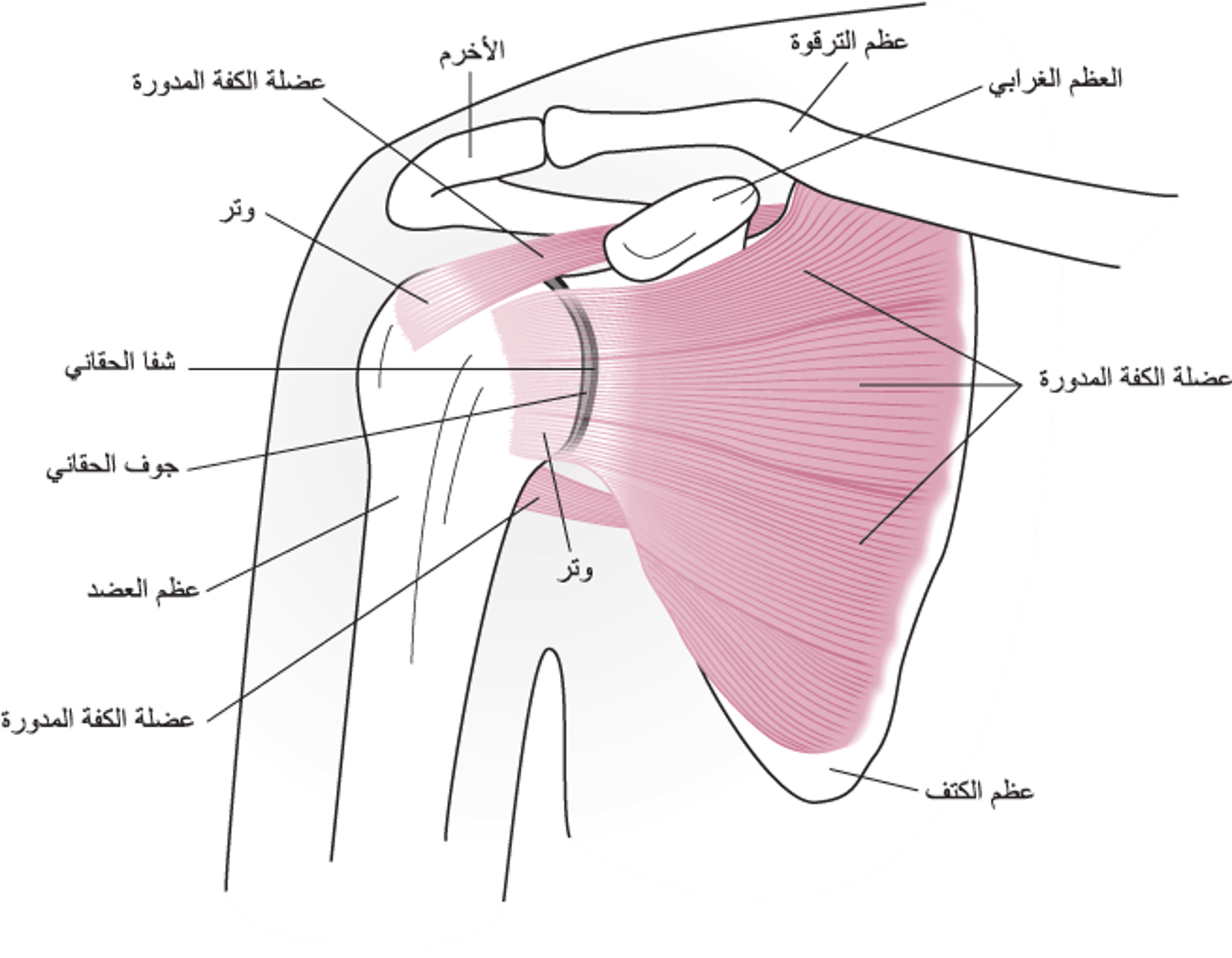 تشريح مفصل الكتف