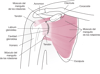 Anatomía de la articulación del hombro