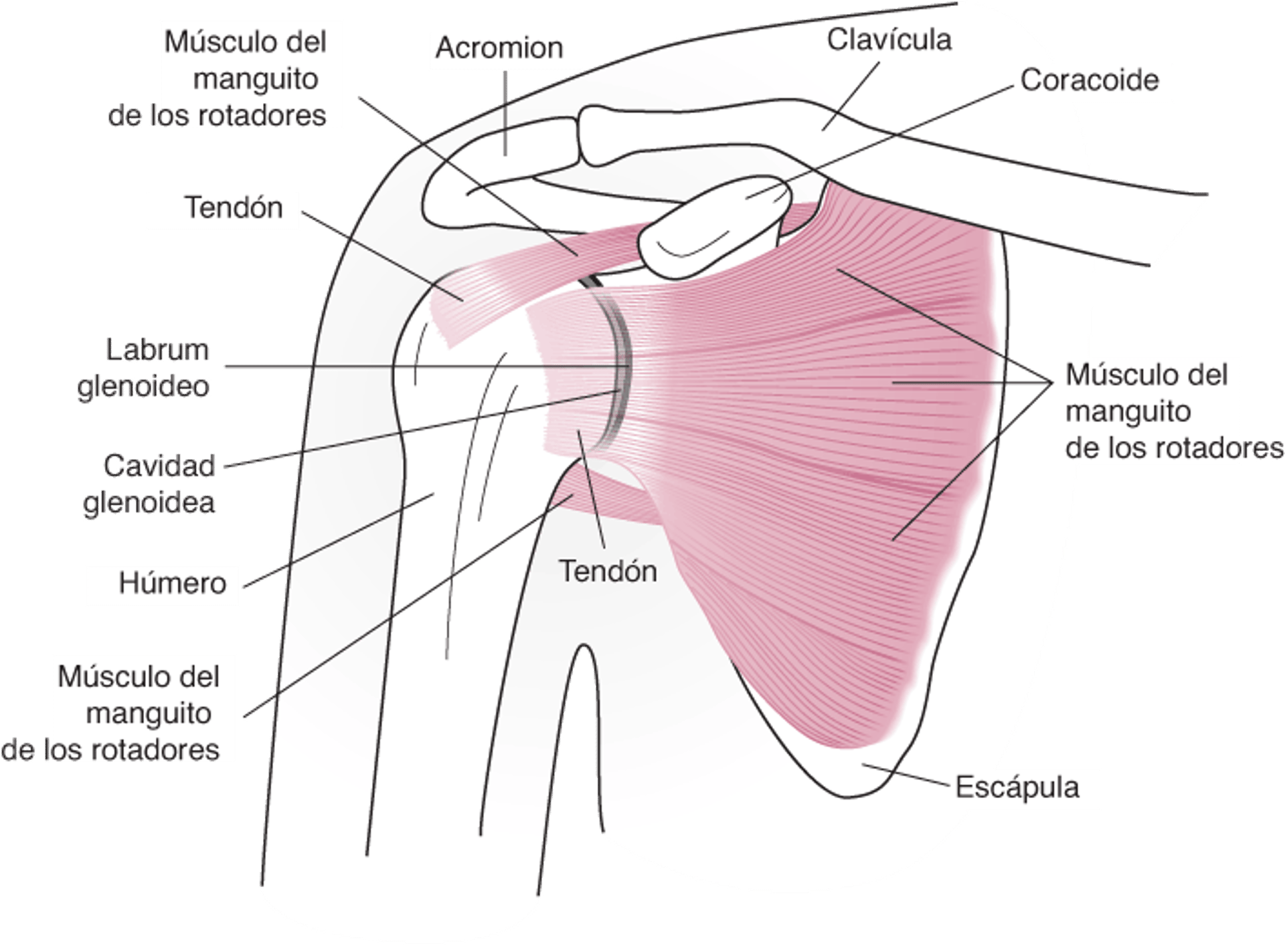 Anatomía de la articulación del hombro
